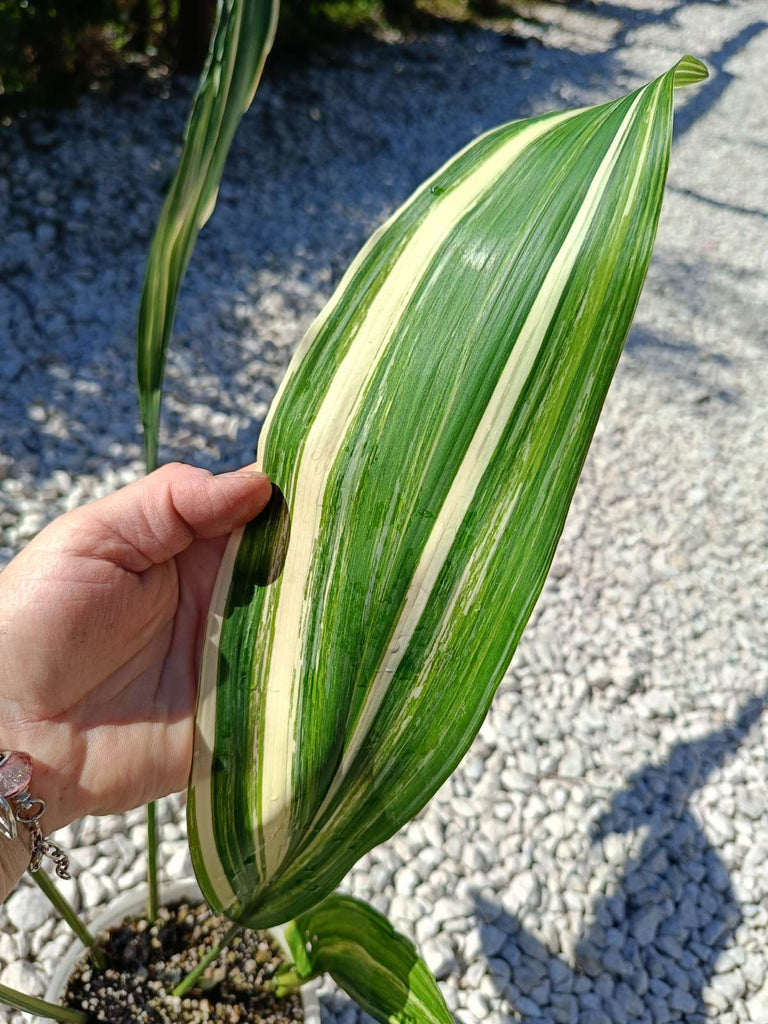 Aspidistra elatior variegata