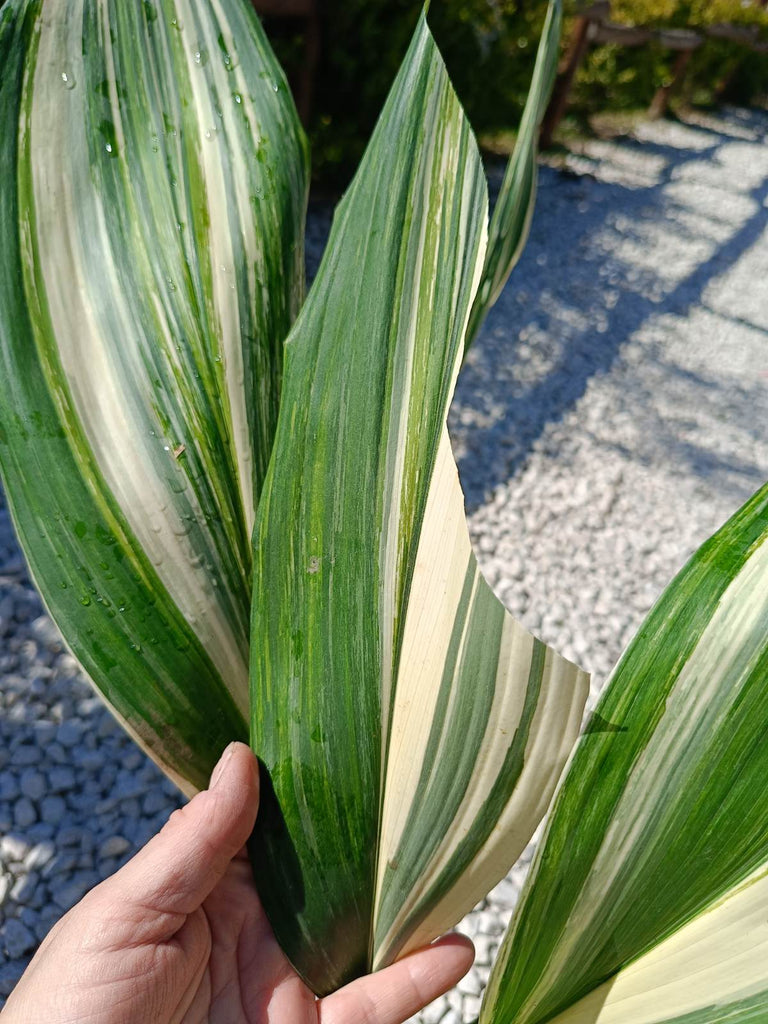 Aspidistra elatior variegata