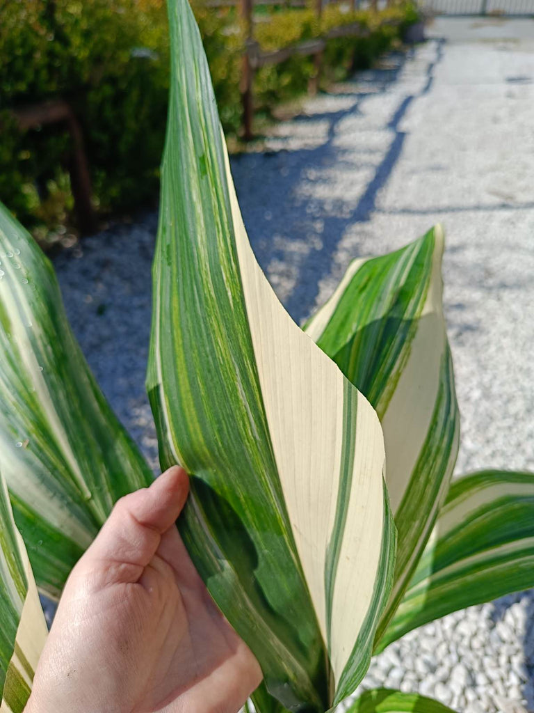 Aspidistra elatior variegata