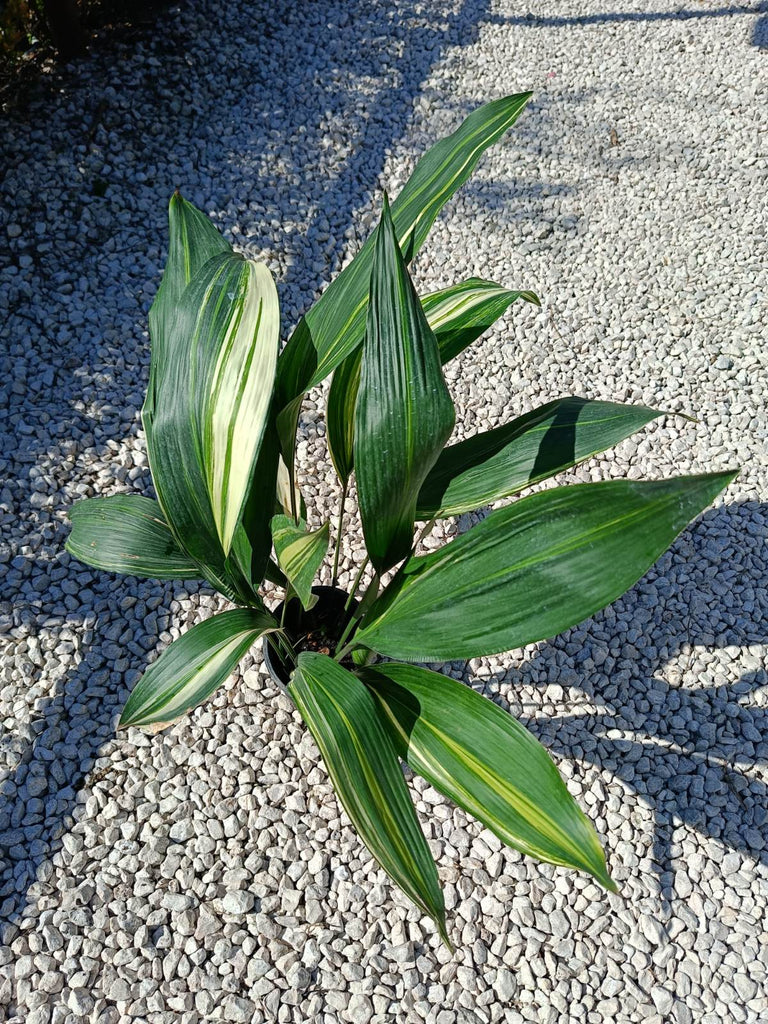 Aspidistra elatior variegata