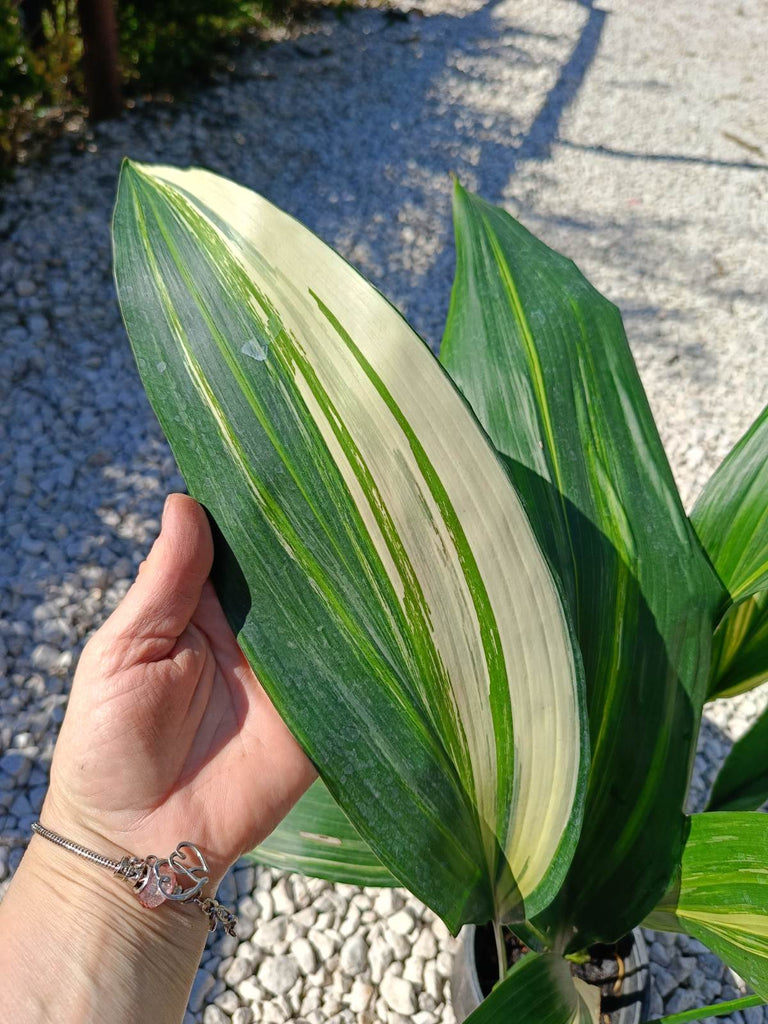 Aspidistra elatior variegata