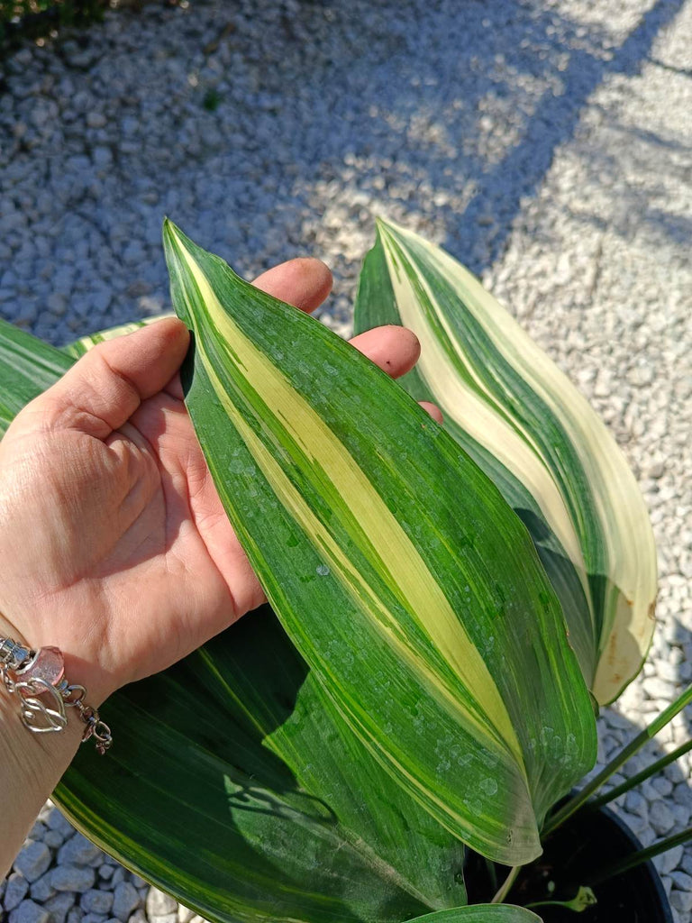 Aspidistra elatior variegata