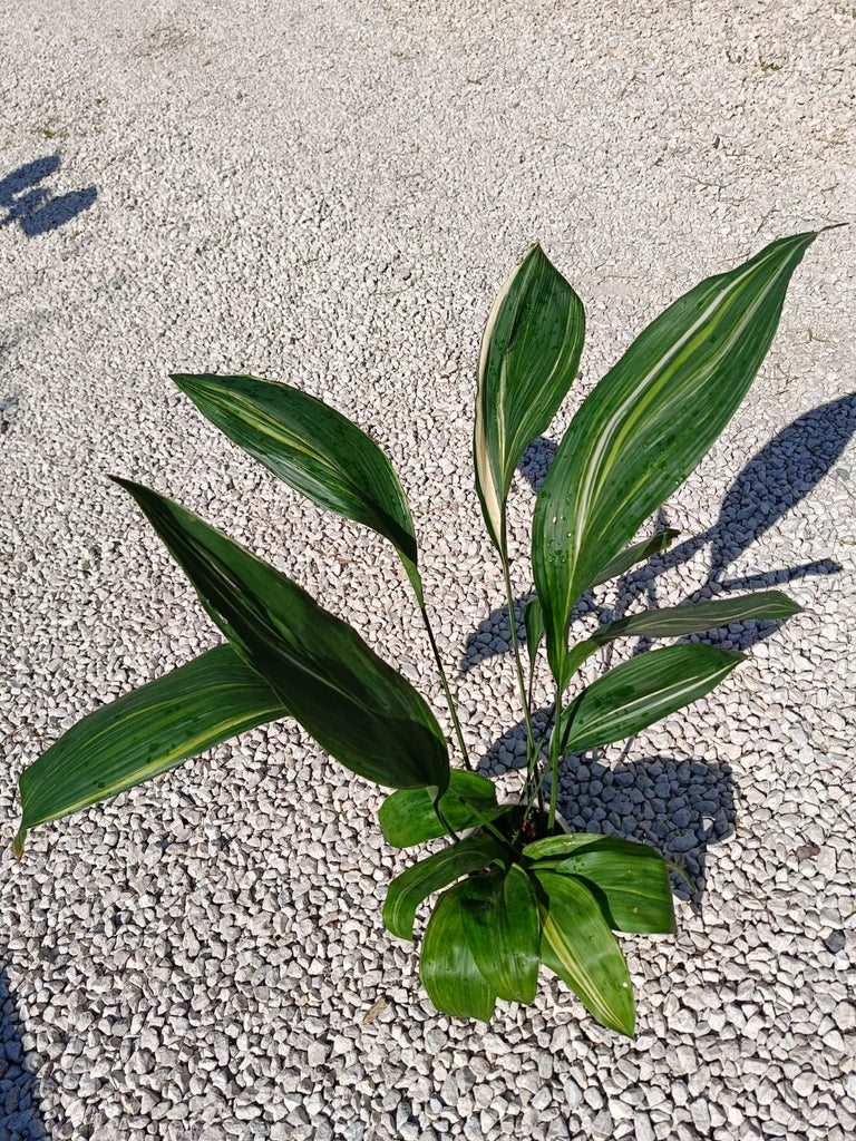 Aspidistra elatior variegata