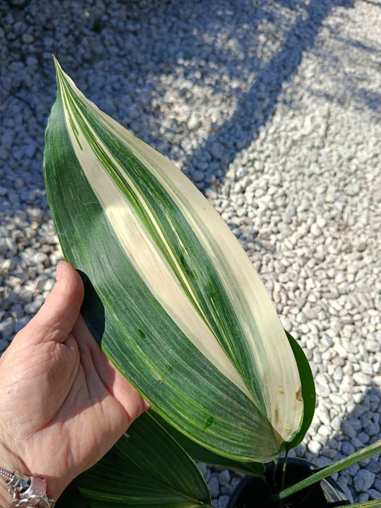 Aspidistra elatior variegata