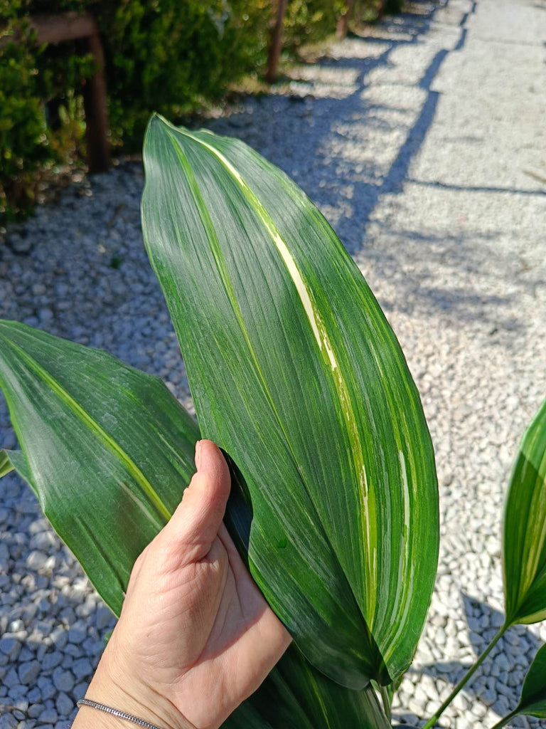 Aspidistra elatior variegata