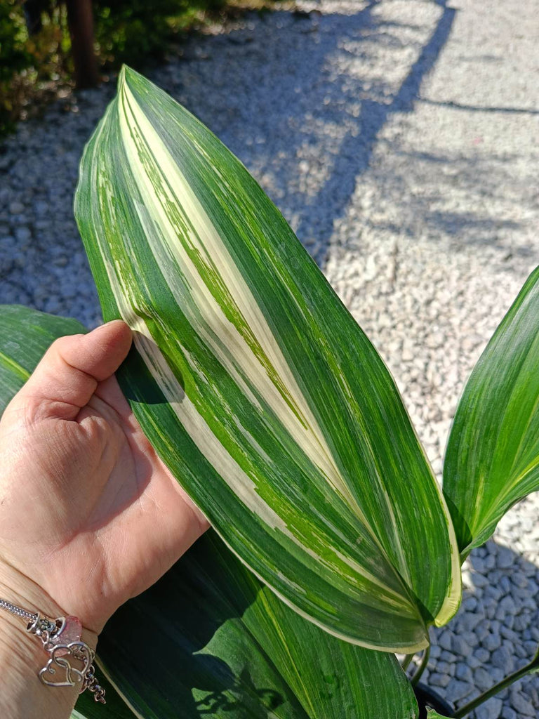 Aspidistra elatior variegata