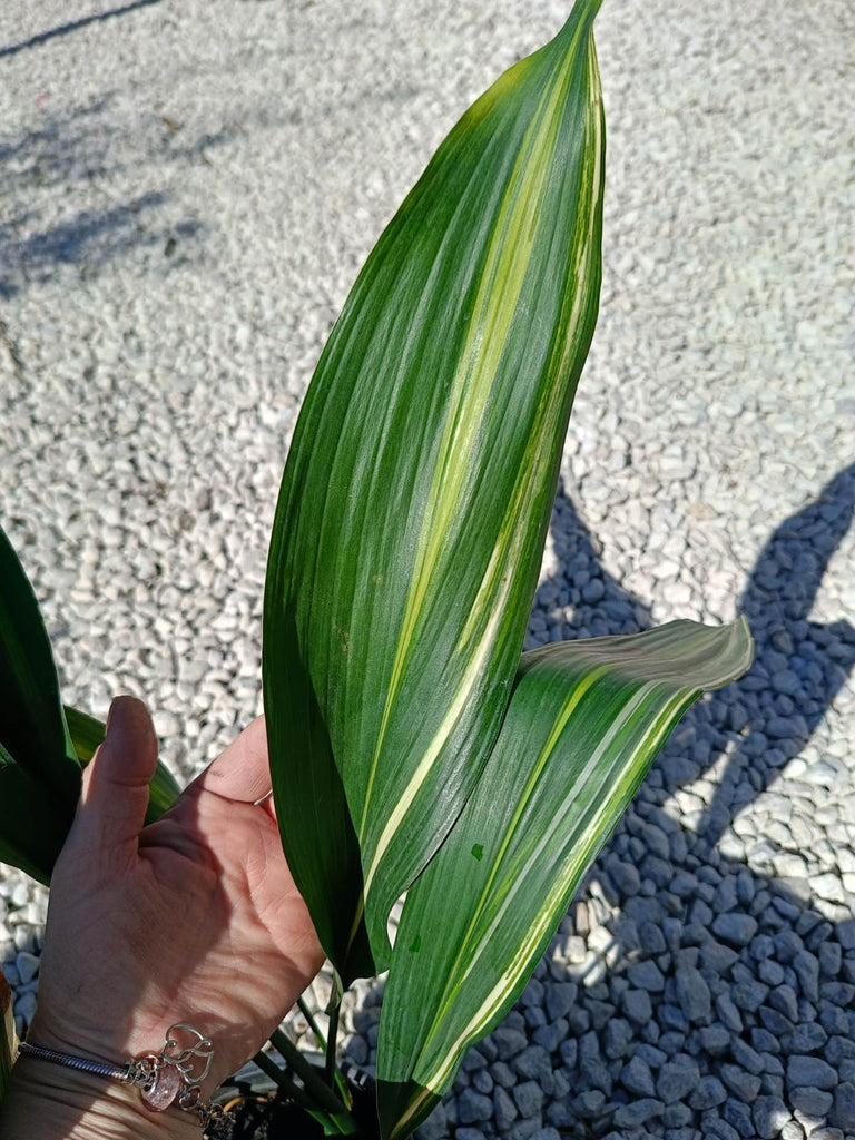 Aspidistra elatior variegata