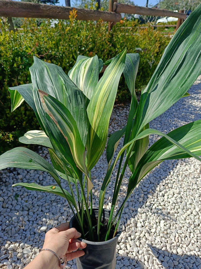 Aspidistra elatior variegata