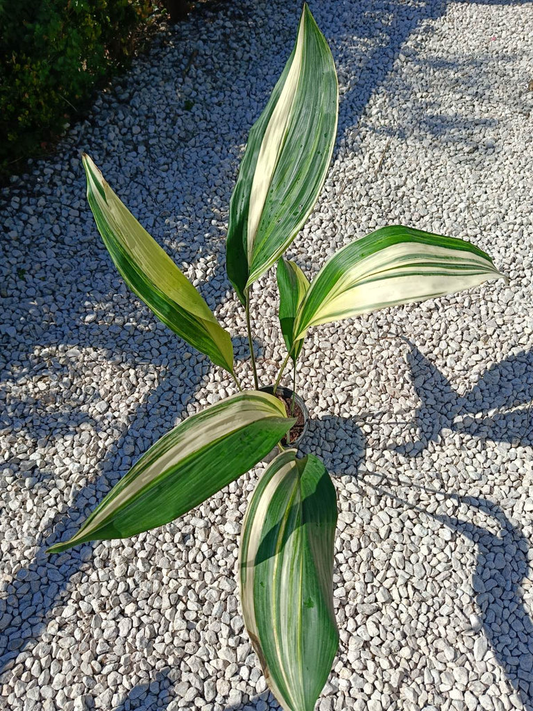 Aspidistra elatior variegata