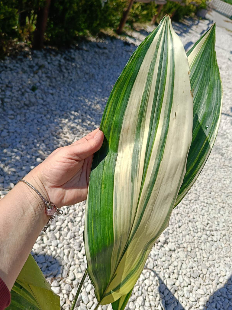 Aspidistra elatior variegata