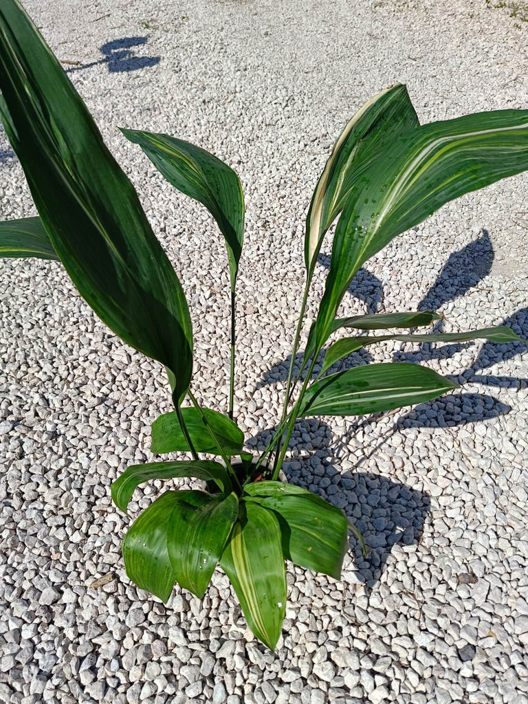 Aspidistra elatior variegata