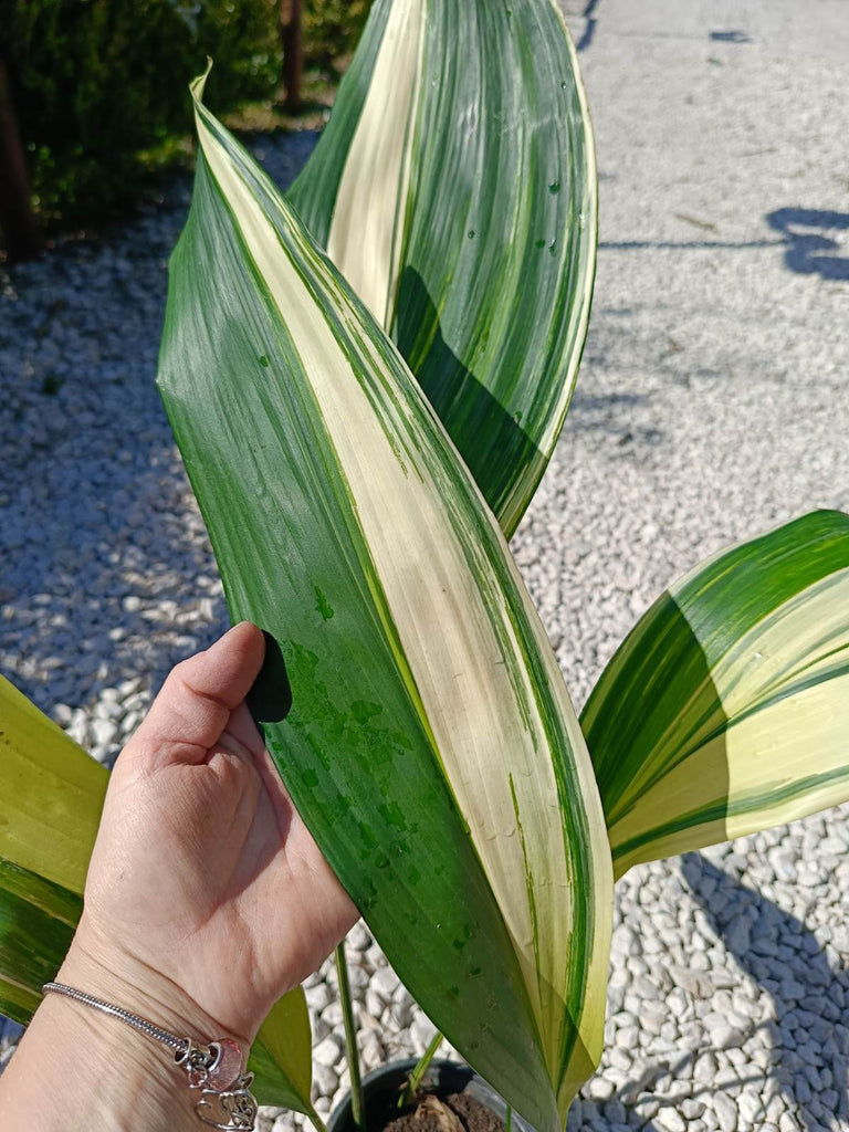 Aspidistra elatior variegata