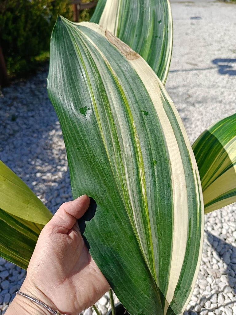 Aspidistra elatior variegata