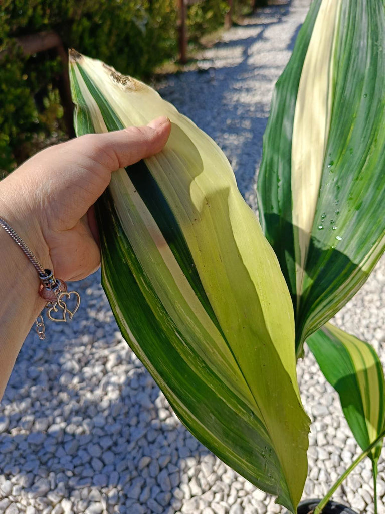 Aspidistra elatior variegata