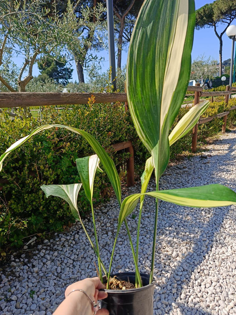 Aspidistra elatior variegata