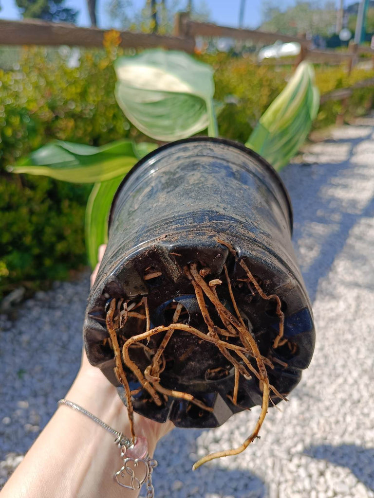 Aspidistra elatior variegata