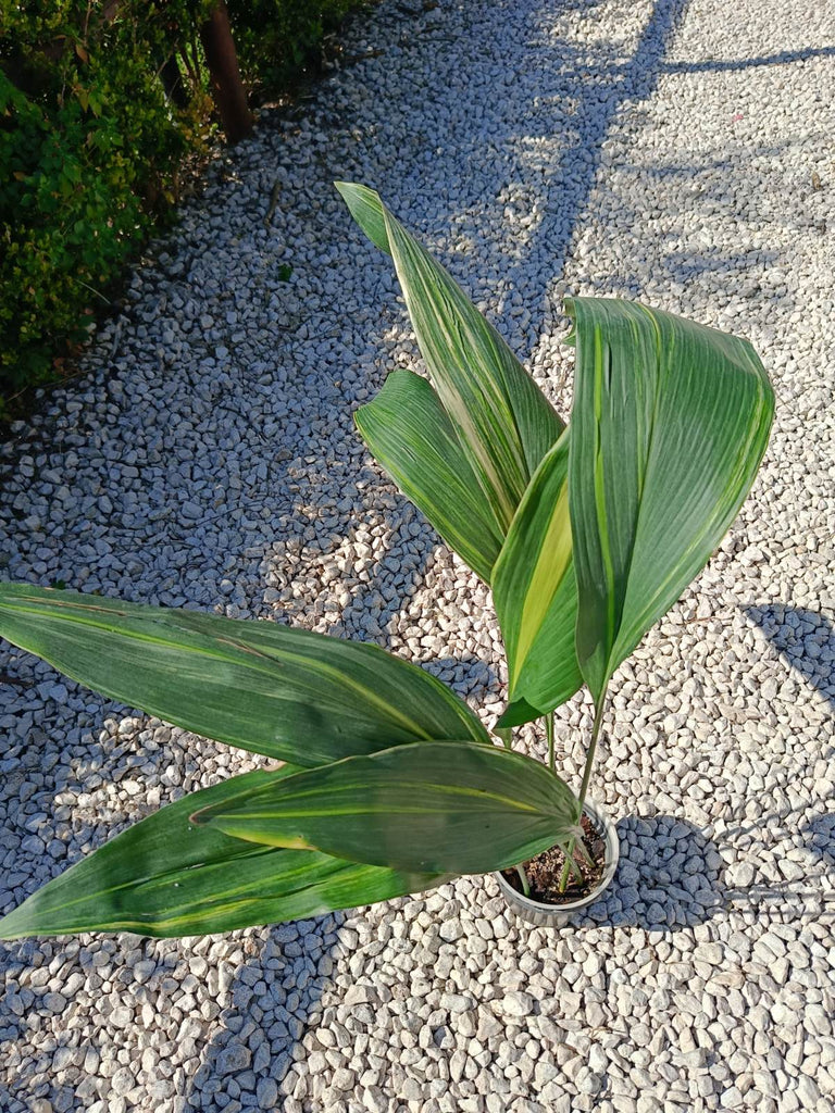 Aspidistra elatior variegata