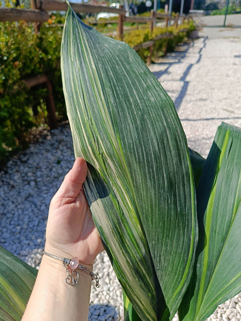 Aspidistra elatior variegata