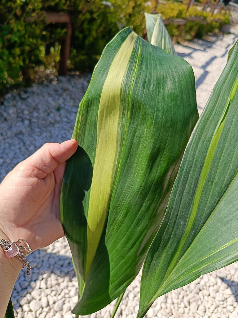 Aspidistra elatior variegata