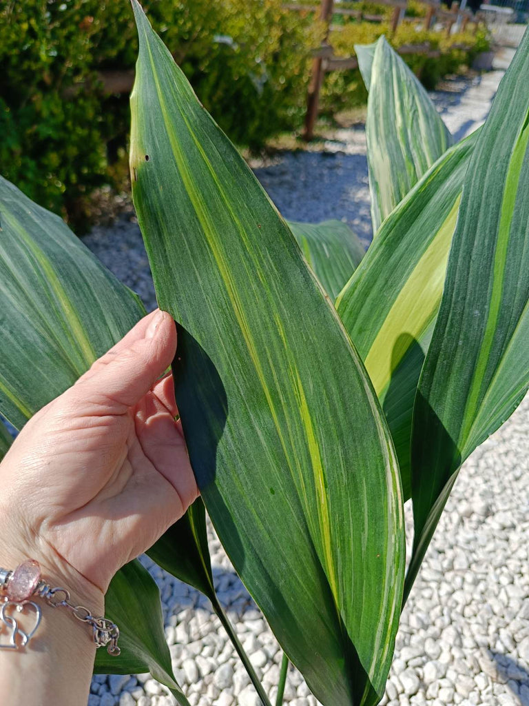 Aspidistra elatior variegata