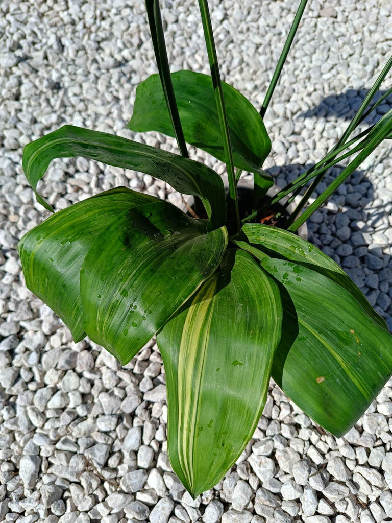 Aspidistra elatior variegata