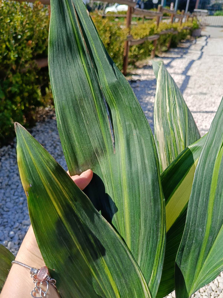 Aspidistra elatior variegata