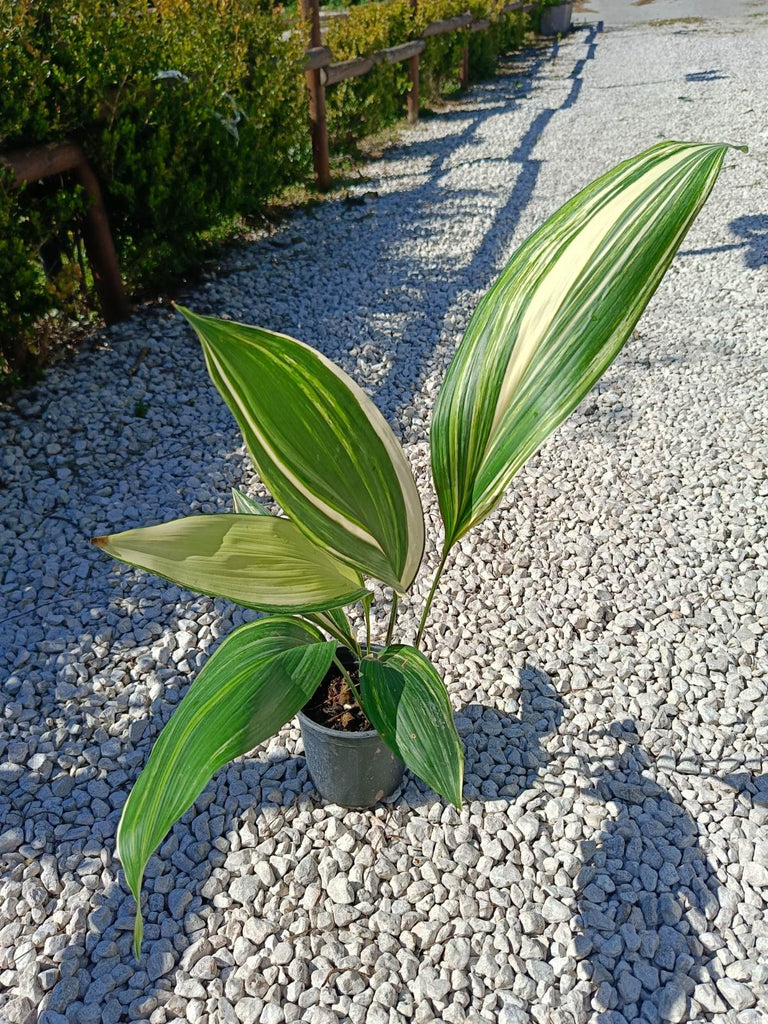 Aspidistra elatior variegata