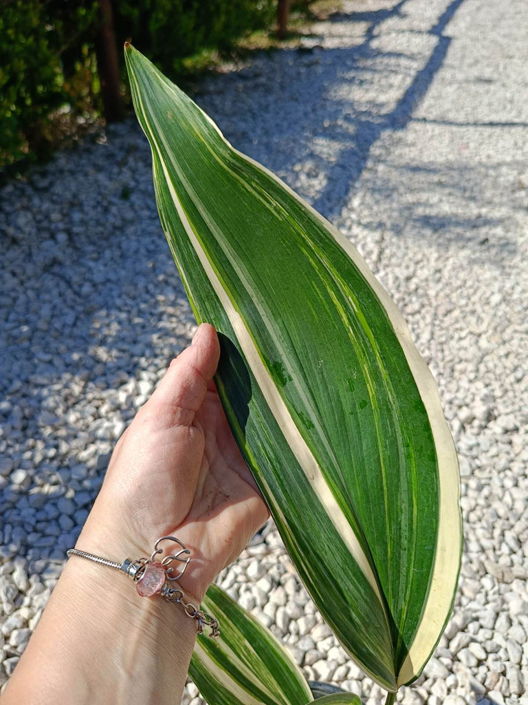 Aspidistra elatior variegata