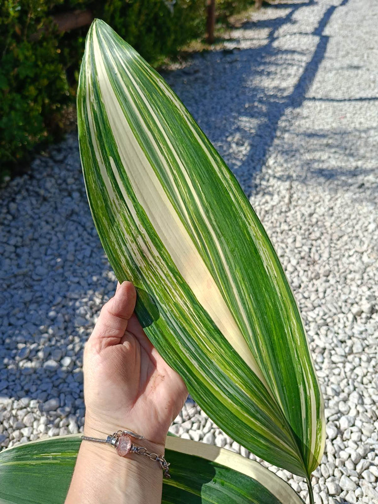 Aspidistra elatior variegata