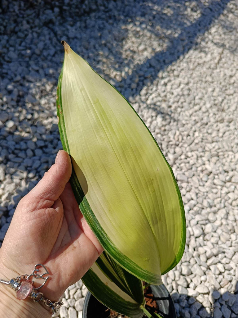 Aspidistra elatior variegata