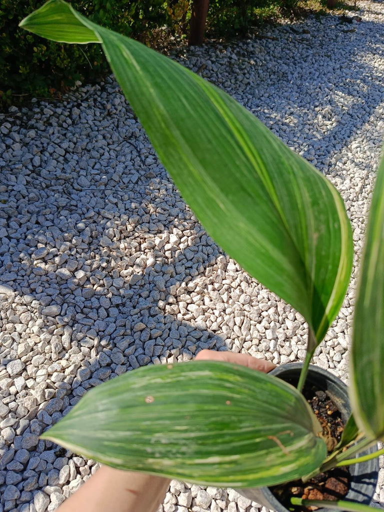 Aspidistra elatior variegata