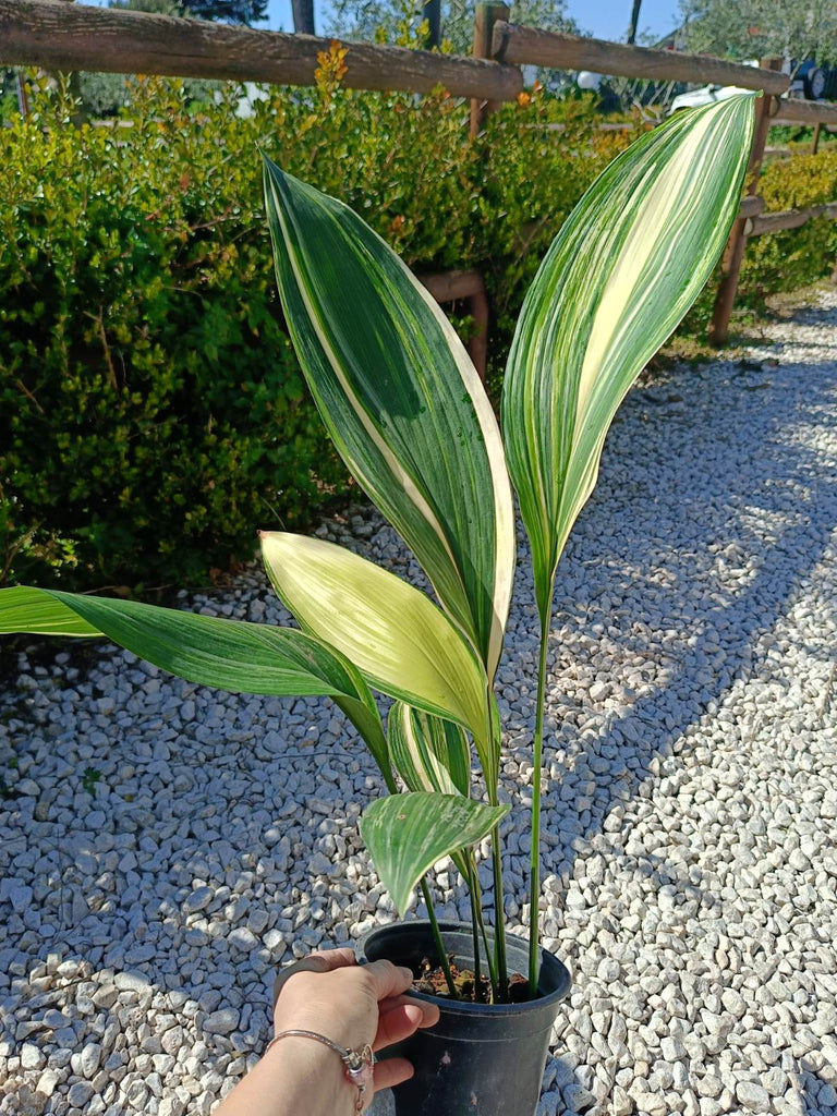 Aspidistra elatior variegata