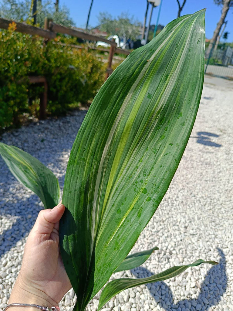 Aspidistra elatior variegata