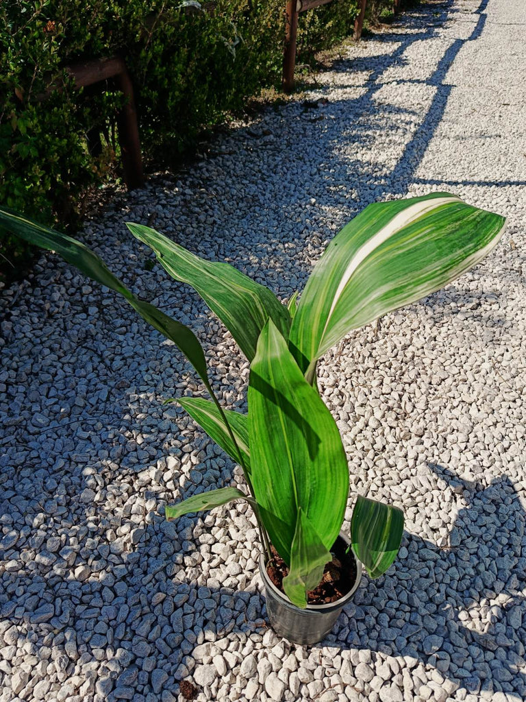 Aspidistra elatior variegata