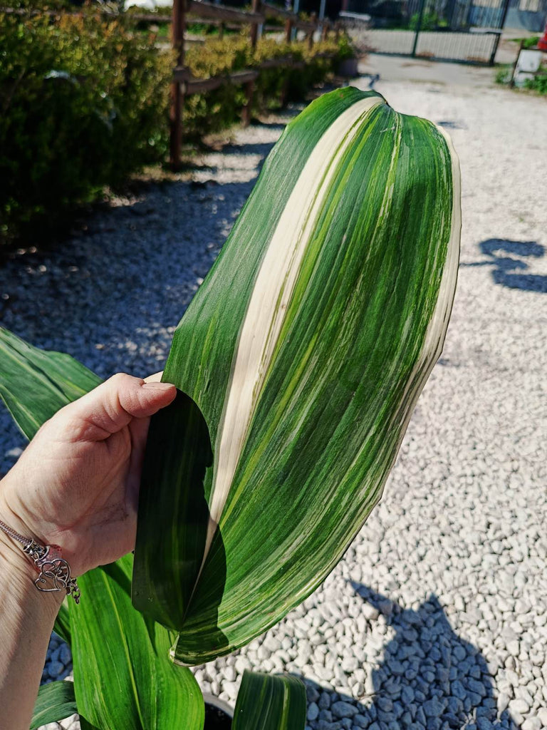 Aspidistra elatior variegata