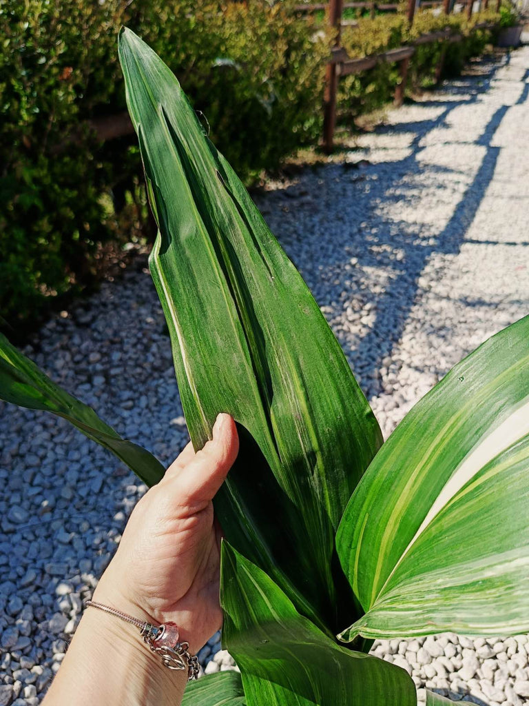 Aspidistra elatior variegata