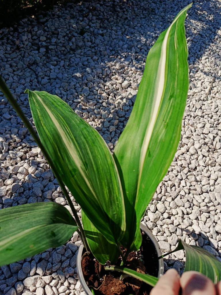 Aspidistra elatior variegata