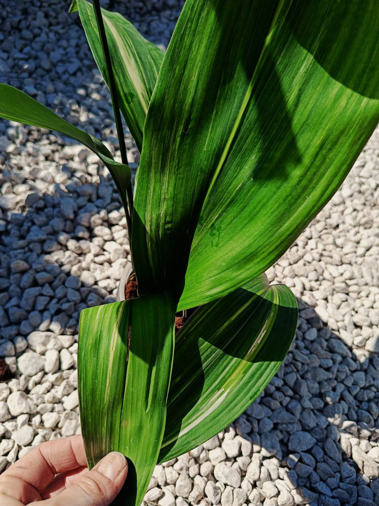 Aspidistra elatior variegata