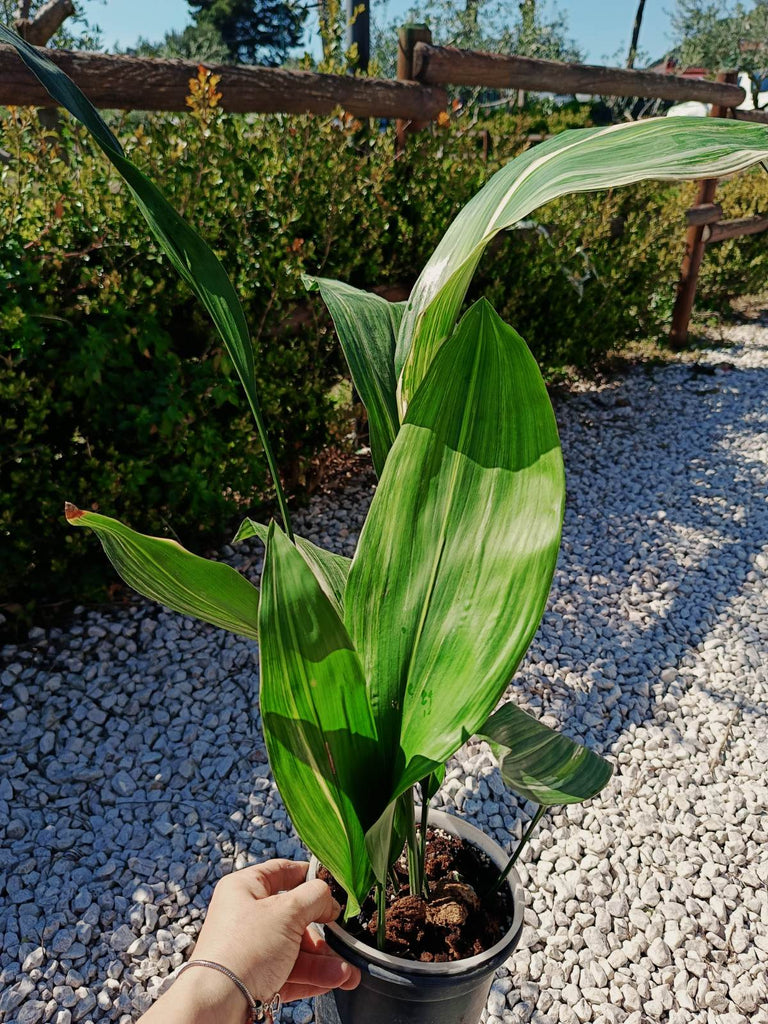 Aspidistra elatior variegata