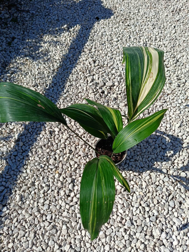 Aspidistra elatior variegata