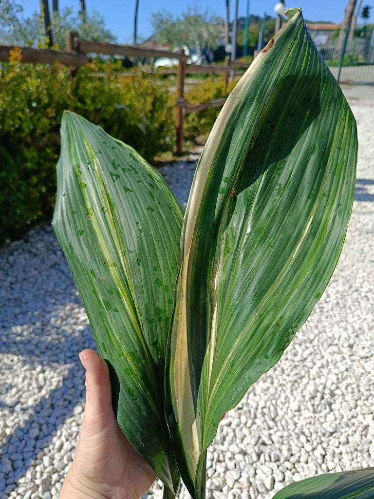 Aspidistra elatior variegata