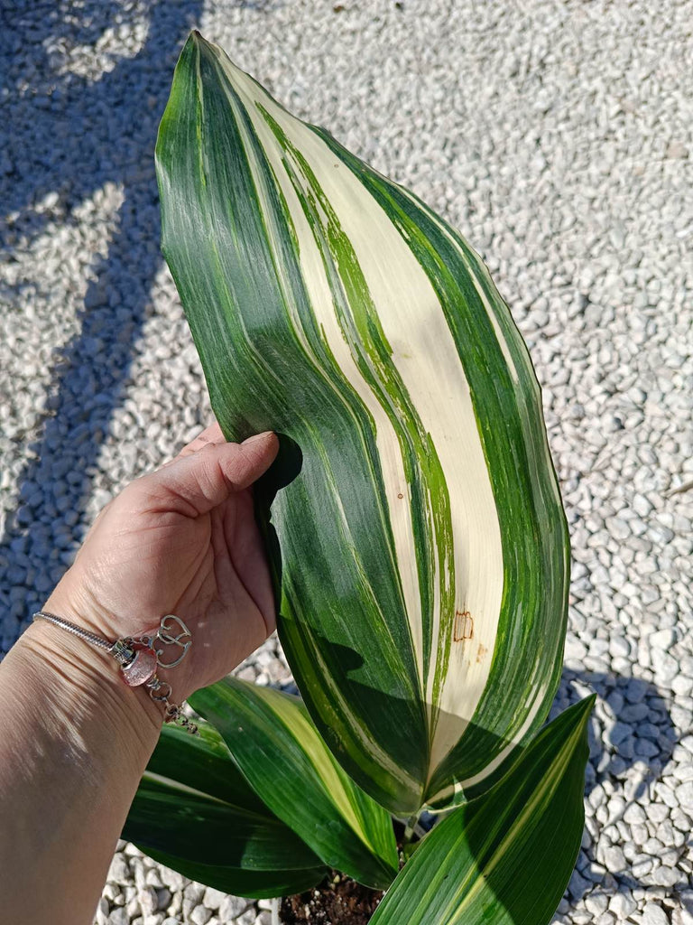 Aspidistra elatior variegata