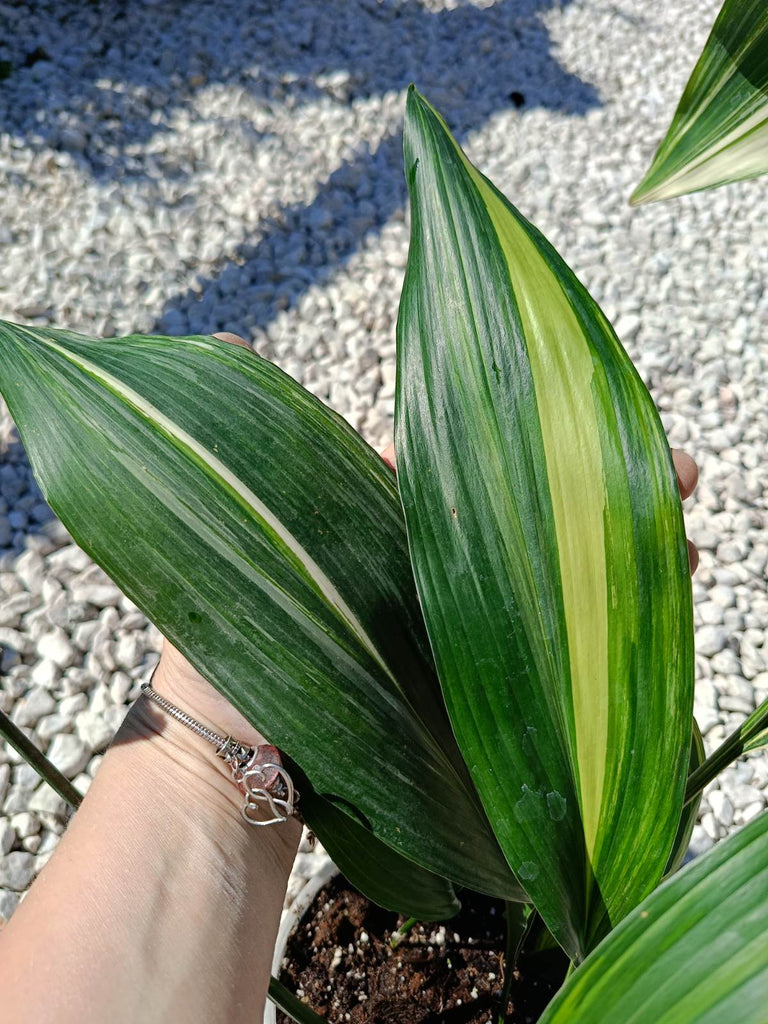 Aspidistra elatior variegata