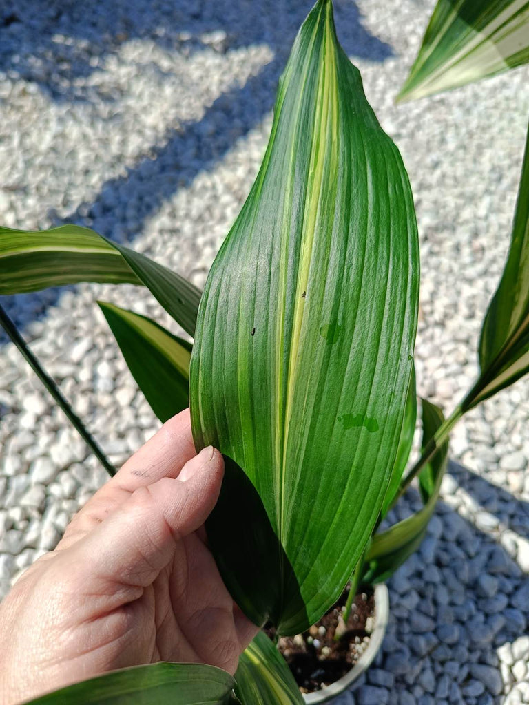 Aspidistra elatior variegata