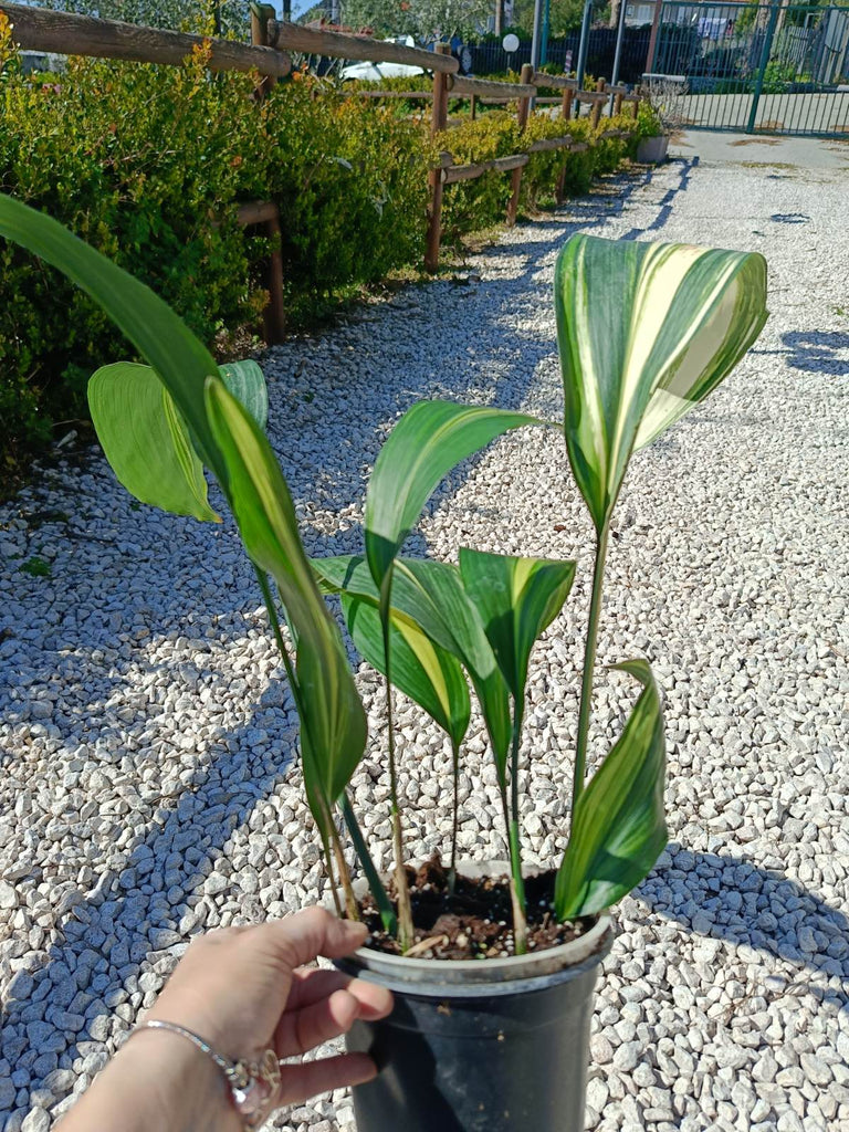 Aspidistra elatior variegata