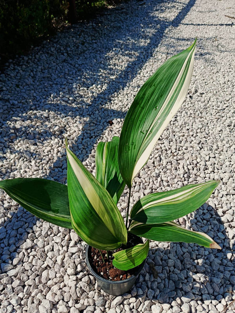 Aspidistra elatior variegata