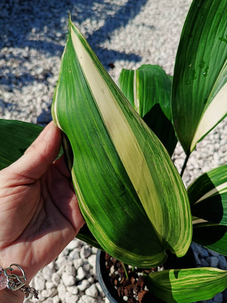 Aspidistra elatior variegata