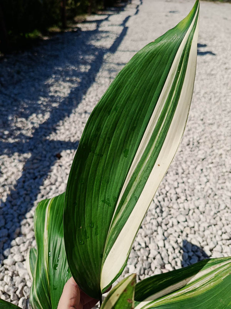 Aspidistra elatior variegata