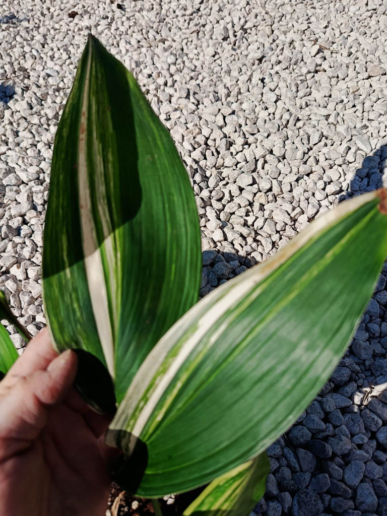 Aspidistra elatior variegata