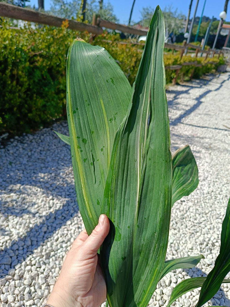 Aspidistra elatior variegata